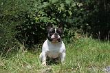BOULEDOGUE FRANCAIS 112